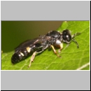 Crabro scutellatus - Grabwespe m02 9mm.jpg